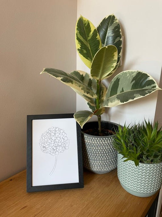 Hydrangea sketch print