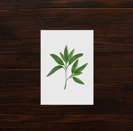 Sage leaf illustration