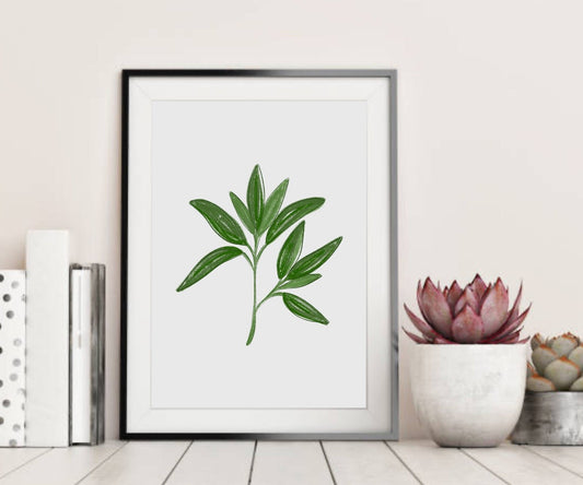 Sage leaf illustration